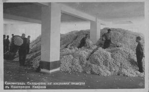Свиленград. Складиране на изсушени пашкули в Кооперация Коприна